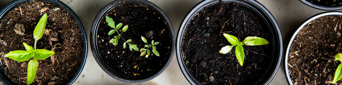 A series of black plant pots seen from above containing young green plants