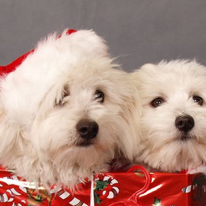 Two dogs dressed in Christmas jumpers