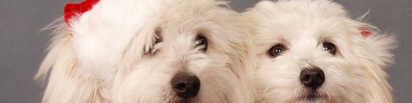 Two dogs dressed in Christmas jumpers