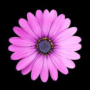 A bright pink flower with a black background