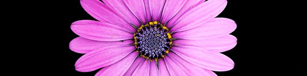 A bright pink flower with a black background